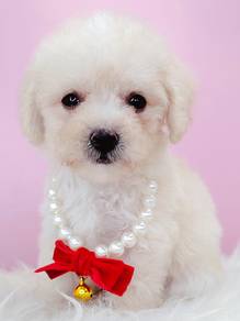 Poodle