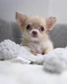 CHIHUAHUA PUPPIES CH317🌷 Head Apple Female