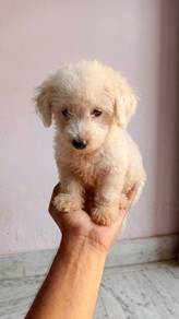 male toy poodle 9months