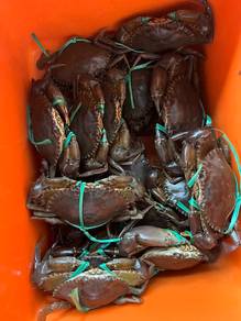ketam nipah sungai