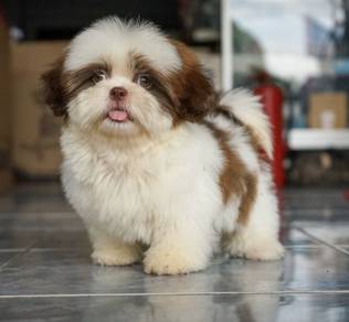SHIH TZU PUPPIES A357🌻 Small Dog Available