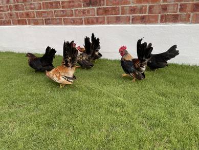 6 ekor ayam japanese bantam untuk dilepaskan