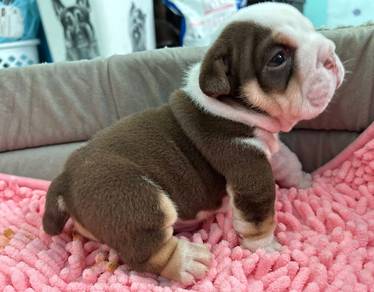 ENGLISH BULLDOG PUPPIES E364 🐻 BullDog Available