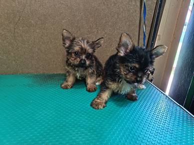 Yorkshire Puppies