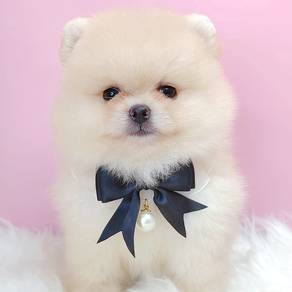 Pomeranian