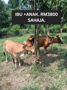 Lembu sepasang ibu+anak