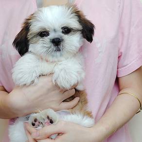 Shih TZU