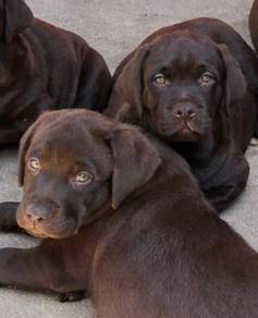 Labrador retriever puppies 