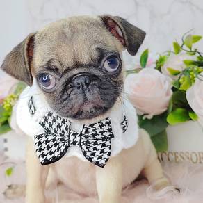 Pug