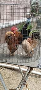 ayam serama sepasang 