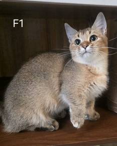 munchkin bsh female short leg kitten 