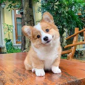 Cute Mka Corgi puppies