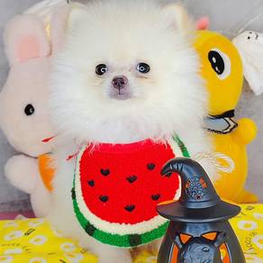 Pomeranian