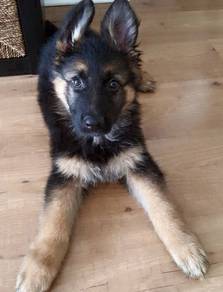 HH1911 German Shepherd #MKA registered