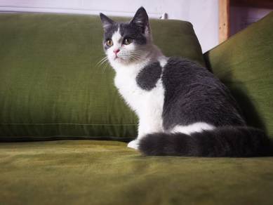 BSH Female adult bi color