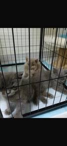 Bluish Grey BSH Kittens