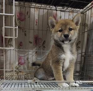 Shiba inu