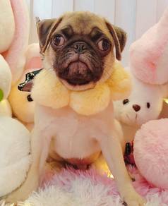 Pug