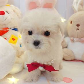 Maltese