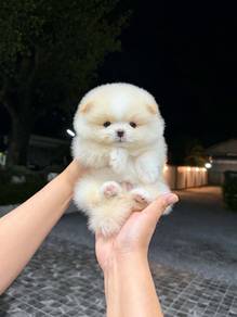 Tiny Pomeranian puppies Male