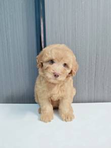 cream Maltipoo Maltese mix poodle puppies 