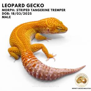 Leopard Gecko Malaysia Striped Tangerine Tremper