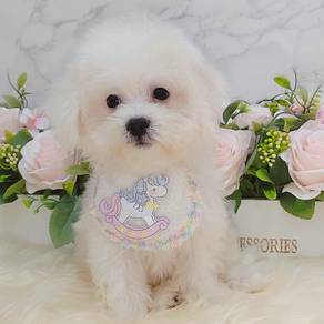 Bichon frise