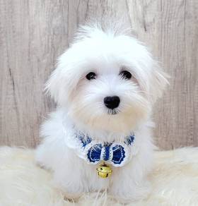 Maltese