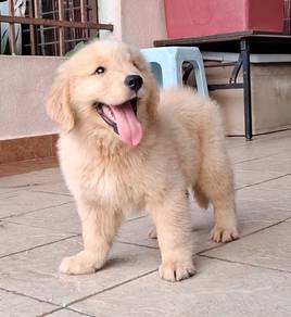 Golden Rettiver x