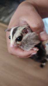 Sugar glider