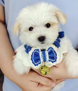 Maltipoo