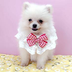 Pomeranian