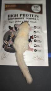 sugar glider 