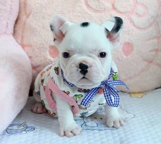 FRENCH BULLDOG PUPPIES VIP25🌻Cute Puppy Boy~Girl