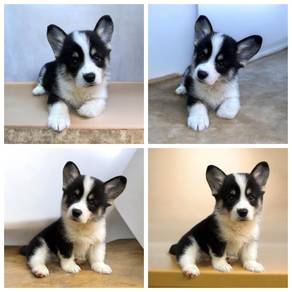 Corgi male puppy tri color