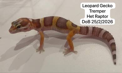 Leopard Gecko Tremper Het Raptor Untuk Dijual !!