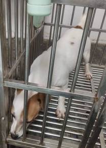Jack Russell Terrier