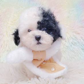 Maltipoo