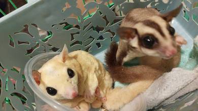 Sugar gliders for sale (female + male)