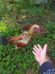 ayam laga sabung pama iq
