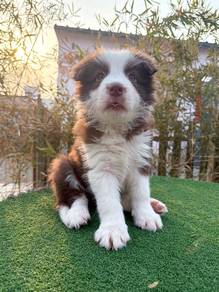 Female Brown Border Collie with Purebreed