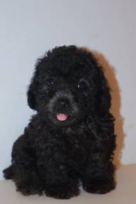 f44 Cute Poodle Puppy