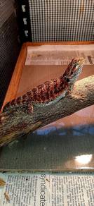 Bearded Dragon 