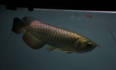 golden crossback 13 inch -wholesale price