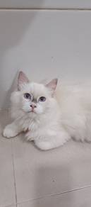 Seal point ragdoll