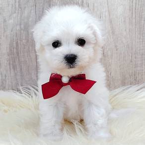 Bichon