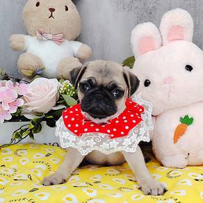Pug