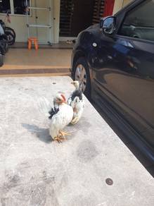 Ayam serama