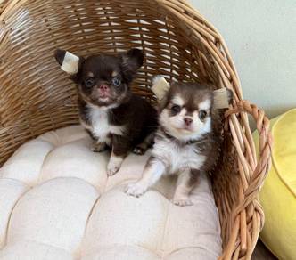 Chihuahua