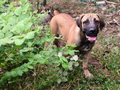 Boerboel mastiff 